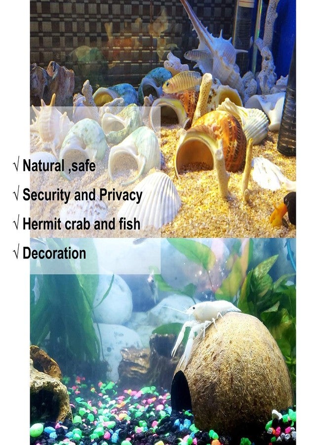 SINKOO Hermit Crab Shell Growth Seashells 15 PCS (7 Types) Natural Coconut Shells Hut for Fish Tank Decor Hide Reptile Hideouts - Image 5