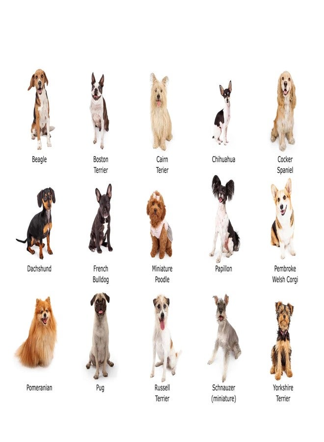 The DDS Store Large Nylon Dog Belt Dog Collar Dog Collar Pet Collar Puppy Collar Basic Collar (Neck Girth = 40-51 cm, Width = 1 inch)-Color May Vary - Image 4