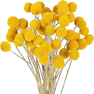 Nuanchu Nuanchu 48 Pcs Dried Flowers Dried Billy Balls Dried Craspedia Flowers Button Yellow Dried Flowers with Stems Fake Silk  - Image 1