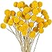 Nuanchu Nuanchu 48 Pcs Dried Flowers Dried Billy Balls Dried Craspedia Flowers Button Yellow Dried Flowers with Stems Fake Silk  - Image 2