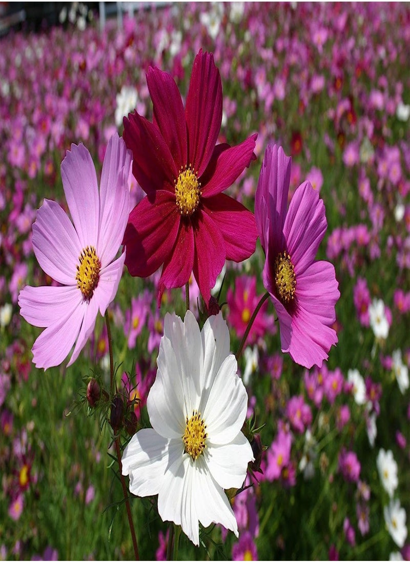 GGOOT 100 Cosmos Flower Seeds Bipinnatus Sensation Mix  - Image 1