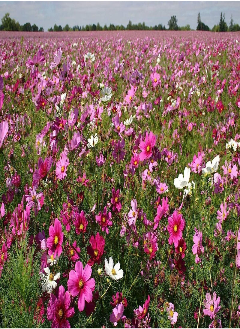 GGOOT 100 Cosmos Flower Seeds Bipinnatus Sensation Mix  - Image 3