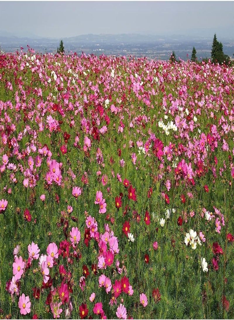 GGOOT 100 Cosmos Flower Seeds Bipinnatus Sensation Mix  - Image 2