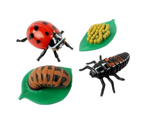 Insect Lore Ladybug Life Cycle - 4 PC Insect Figure Shows Life Of Lady Bug - Image 2