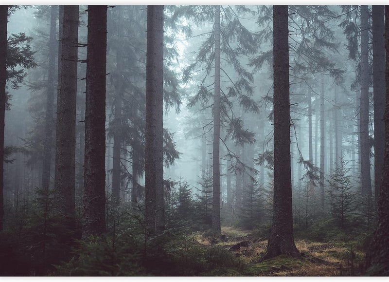 BPA Forest Landscape Wall Mural - Image 1