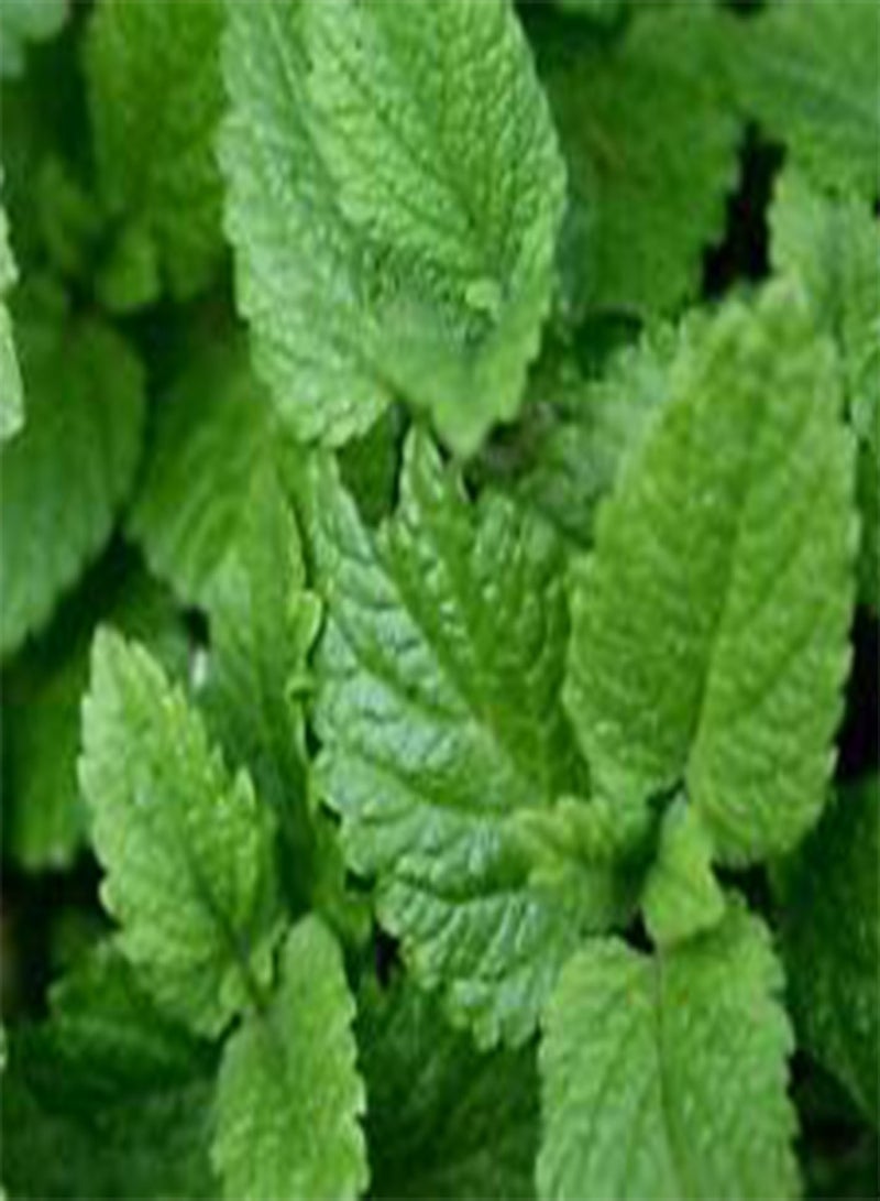 بلسم الليمون Melissa Officinalis - 1,00 بذور سائبة (PKD)