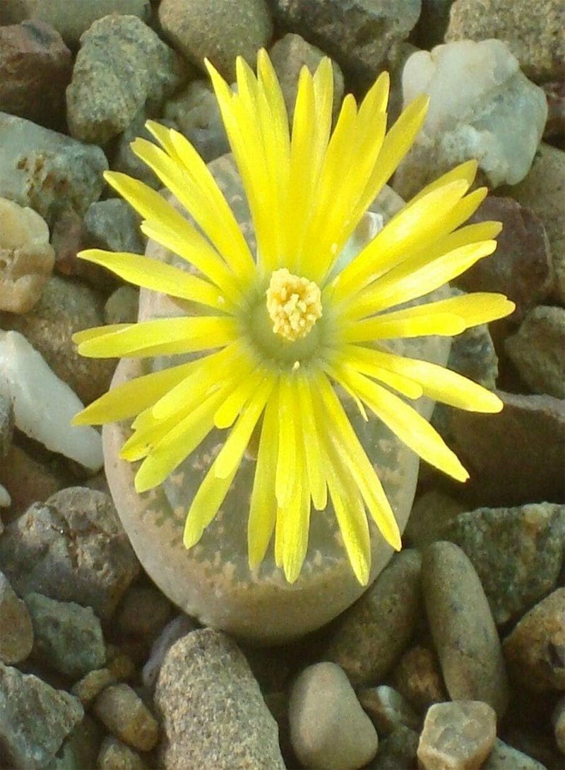 GGOOT Lithops lesliei Pietersburg, Living Stone Rock Stone Cactus Cacti Seed 30 Seeds