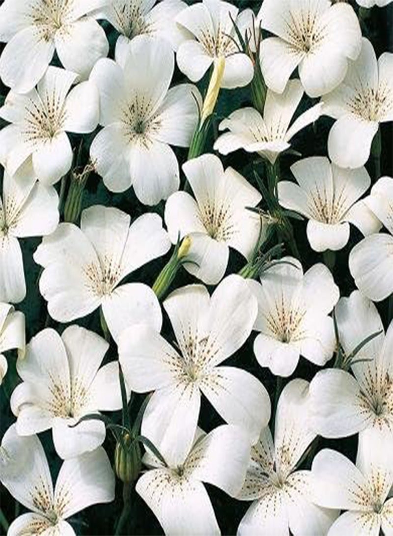 GGOOT Agrostemma githago Ocean Pearls 50 Seeds