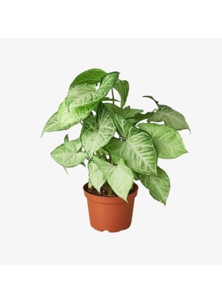 Syngonium Arrowhead - pzsku/Z7DA2276EDB05CF7C90D7Z/45/_/1723198356/60a699bf-0d38-4b49-b936-98ce38103258