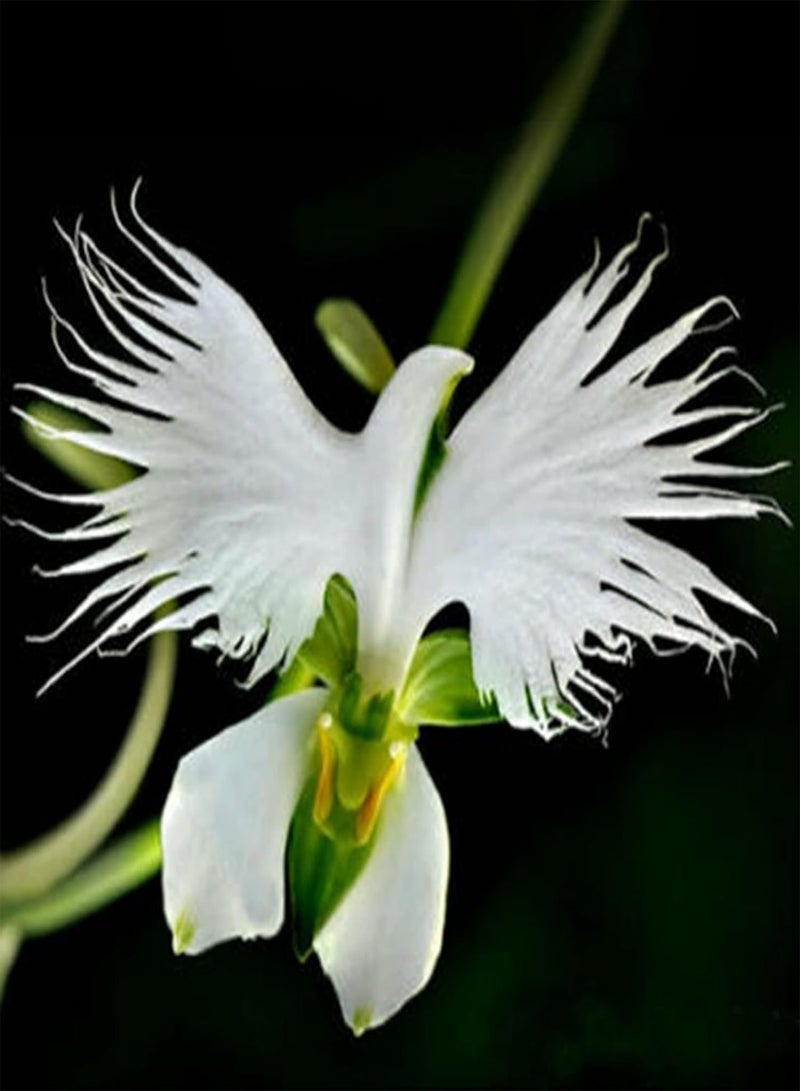 GGOOT Egret Orchid Seeds,100Pcs/Bag Egret Orchid Seeds Viable Ornamental Plants White Bloom Indoor Outdoor Plant Seeds for Parterre Egret Orchid Seeds - Image 4