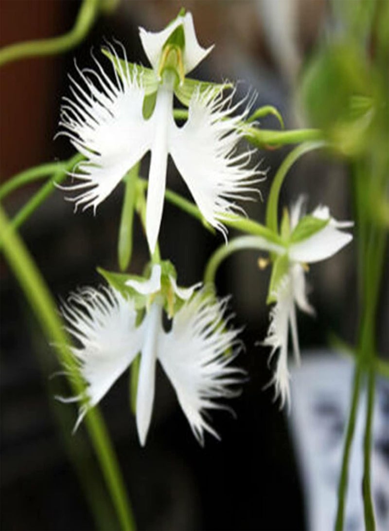 GGOOT Egret Orchid Seeds,100Pcs/Bag Egret Orchid Seeds Viable Ornamental Plants White Bloom Indoor Outdoor Plant Seeds for Parterre Egret Orchid Seeds - Image 5