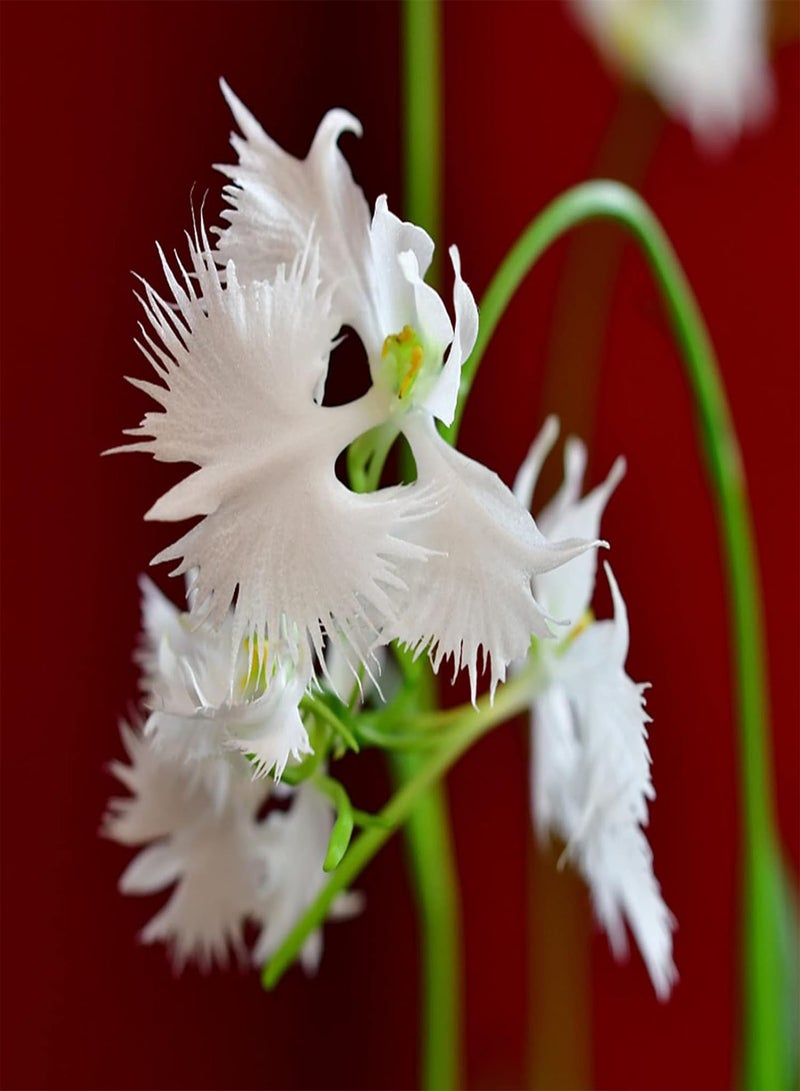 GGOOT Egret Orchid Seeds,100Pcs/Bag Egret Orchid Seeds Viable Ornamental Plants White Bloom Indoor Outdoor Plant Seeds for Parterre Egret Orchid Seeds - Image 3