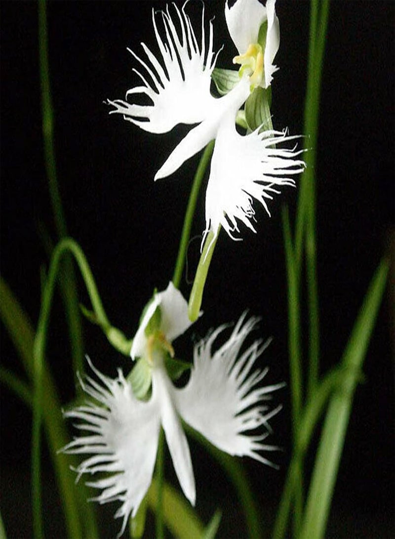 GGOOT Egret Orchid Seeds,100Pcs/Bag Egret Orchid Seeds Viable Ornamental Plants White Bloom Indoor Outdoor Plant Seeds for Parterre Egret Orchid Seeds - Image 2