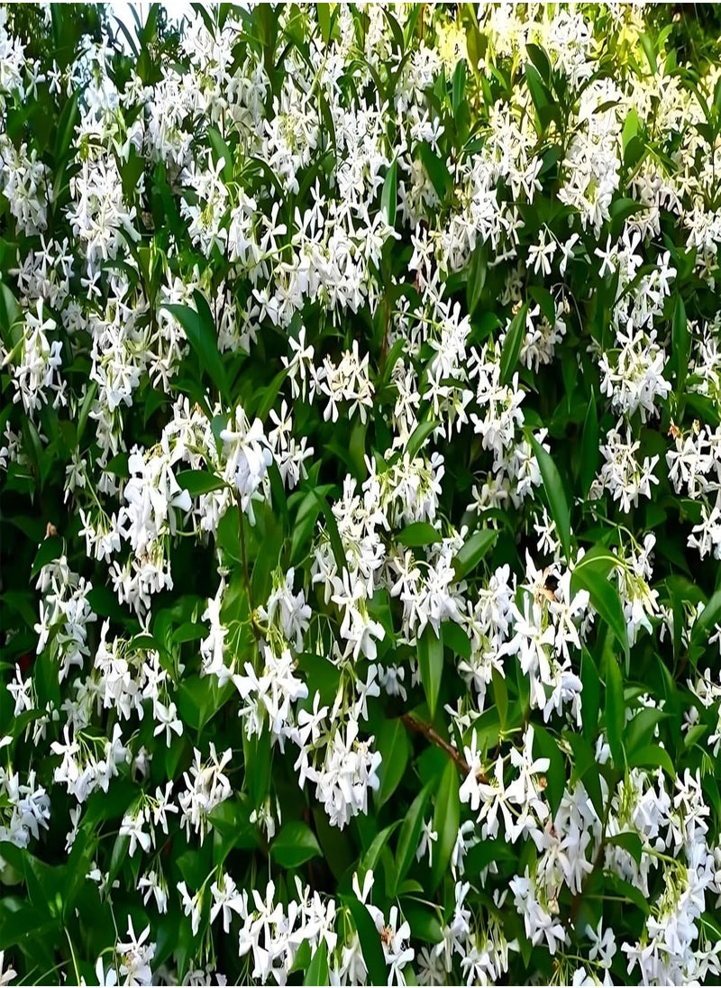 GGOOT 5g Jasmine Flower Seeds Fragrant Garden Plant Seed Home Decor  - Image 1
