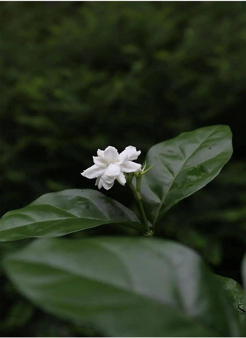 GGOOT 5g Jasmine Flower Seeds Fragrant Garden Plant Seed Home Decor  - Image 4