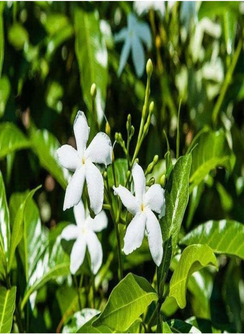 GGOOT 5g Jasmine Flower Seeds Fragrant Garden Plant Seed Home Decor  - Image 3