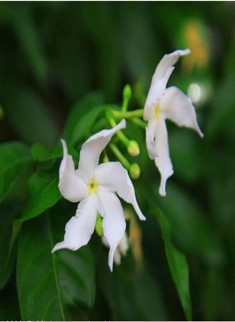 GGOOT 5g Jasmine Flower Seeds Fragrant Garden Plant Seed Home Decor  - Image 2