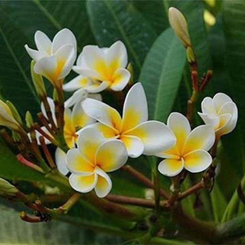 100Pcs/Bag Plumeria Seeds Rustic Natural Lightweight Aesthetic Plumeria Planting Seed for Garden - Plumeria Seeds - Image 2