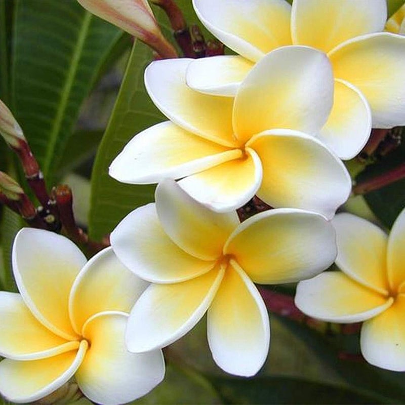 100Pcs/Bag Plumeria Seeds Rustic Natural Lightweight Aesthetic Plumeria Planting Seed for Garden - Plumeria Seeds - Image 4