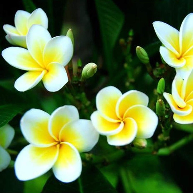 100Pcs/Bag Plumeria Seeds Rustic Natural Lightweight Aesthetic Plumeria Planting Seed for Garden - Plumeria Seeds - Image 5
