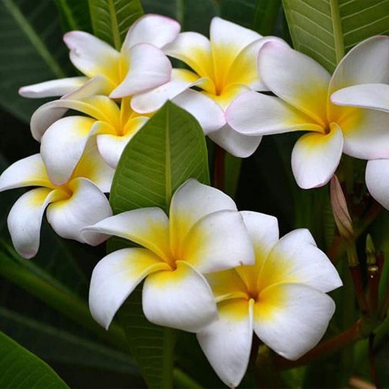 100Pcs/Bag Plumeria Seeds Rustic Natural Lightweight Aesthetic Plumeria Planting Seed for Garden - Plumeria Seeds - Image 3
