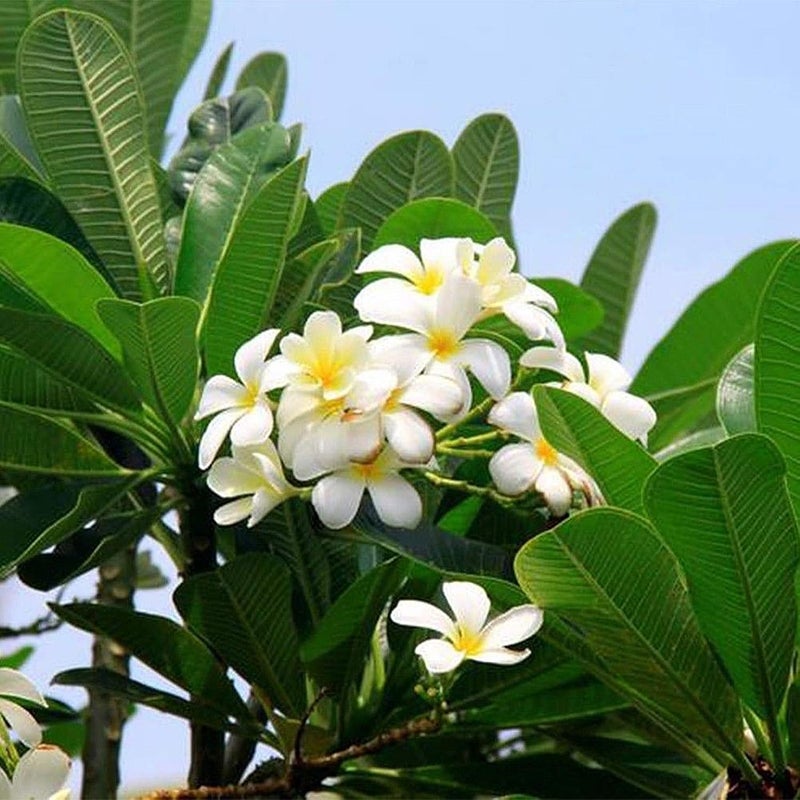 100Pcs/Bag Plumeria Seeds Rustic Natural Lightweight Aesthetic Plumeria Planting Seed for Garden - Plumeria Seeds - Image 1