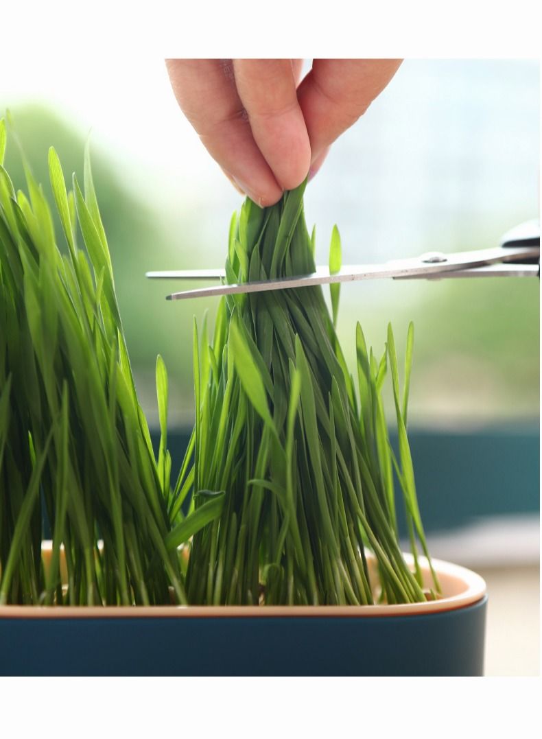 القط العشب زرع مربع ، لعبة القط الضغط ، القط العشب س 5 مجموعات - Image 3