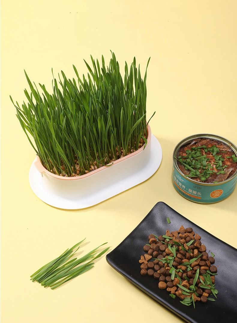 القط العشب زرع مربع ، لعبة القط الضغط ، القط العشب س 5 مجموعات - Image 4