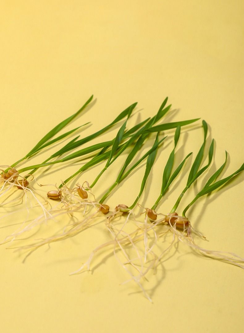 القط العشب زرع مربع ، لعبة القط الضغط ، القط العشب س 5 مجموعات - Image 5