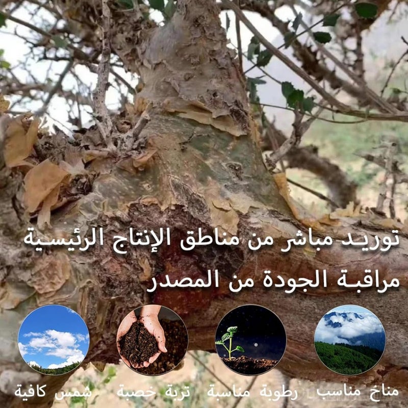 بخور موراه، مر الطبيعي، مر عضوي نقي، مصدره الصومال، مناسب لصناعة البخور يدويًا، رائحة أصيلة. - Image 3
