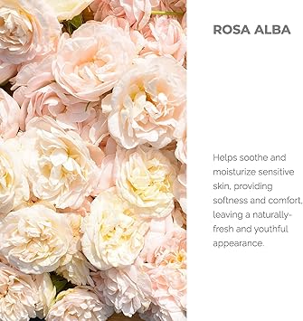 Alteya بخاخ ماء الورد الأبيض العضوي من ألتيا 100 مل - هيدروات روزا ألبا العضوي النقي - بدون مكونات صناعية - معتمد عضوي من وزارة الزراعة الأمريكية - الأفضل للبشرة الحساسة - تونر للوجه - حالة فروة الرأس والشعر - Image 2