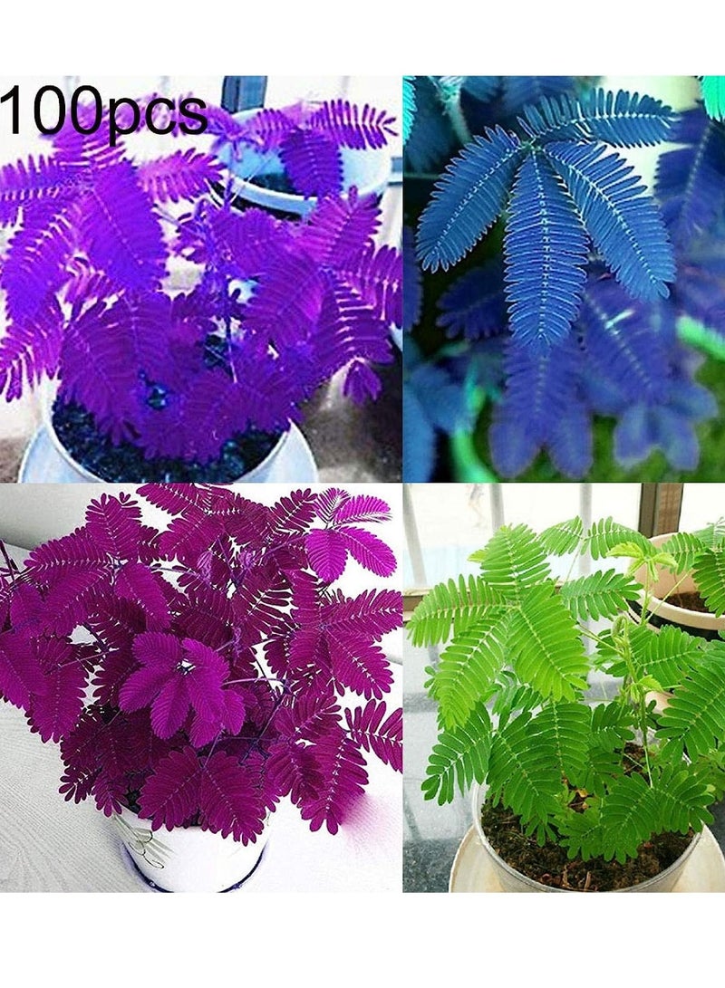 GGOOT 100Pcs Blue Mimosa Pudica Seeds  - Image 2