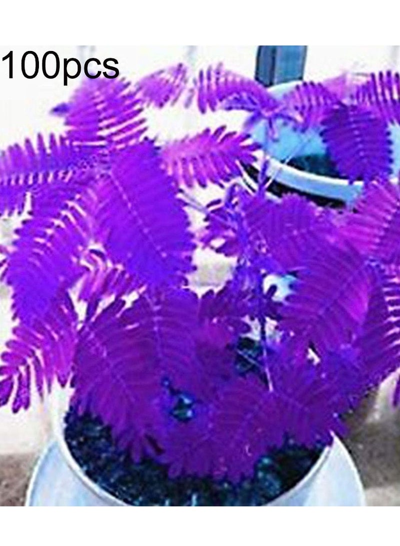 GGOOT 100Pcs Blue Mimosa Pudica Seeds  - Image 3