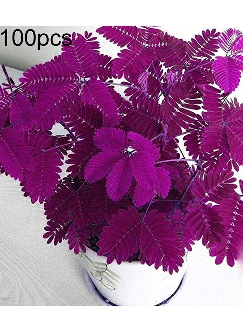 GGOOT 100Pcs Blue Mimosa Pudica Seeds  - Image 4