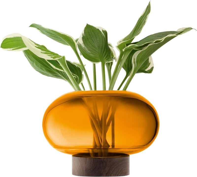 LSA Oblate Amber Glass Vase with Walnut Wood Base – Modern Wide Decorative Flower Vase (H19.5cm x W28cm) - Image 1