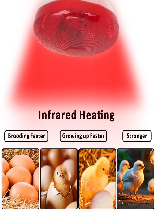 Aiicioo Infrared Heat Lamp Bulb 250W Red Infrared Heat Bulb for Chickens Reptile Heat Light Bulb for Brooder Coop Chicks Pet Reptile Amphibians Par38 Glass E26 Base - Image 4