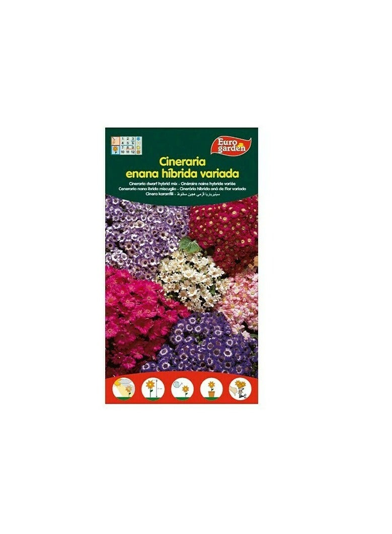 KNP EG Cineraria Hybrid Seeds