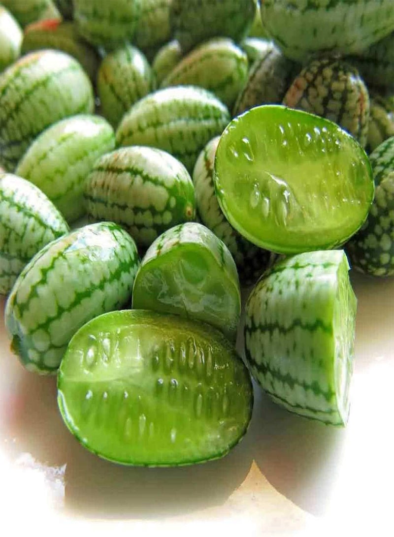 GGOOT Mexican Miniature Watermelon Seeds Organic Cucamelon Mini Sour Gherkin Fruit Plant - Image 1