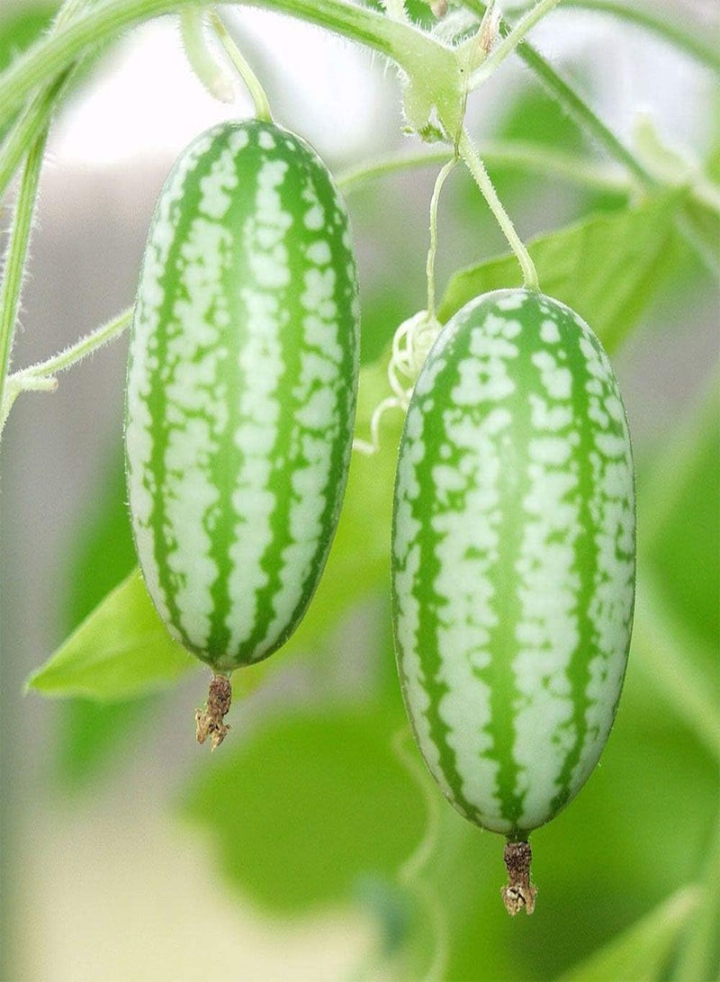 GGOOT Mexican Miniature Watermelon Seeds Organic Cucamelon Mini Sour Gherkin Fruit Plant - Image 3