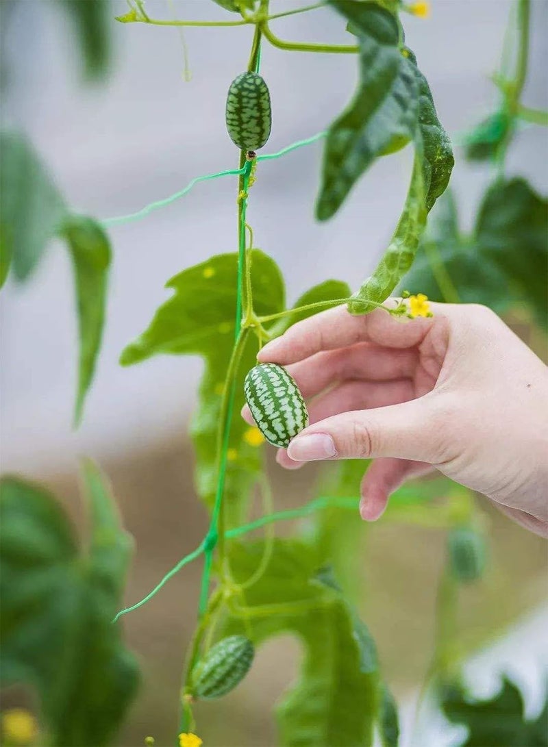 GGOOT Mexican Miniature Watermelon Seeds Organic Cucamelon Mini Sour Gherkin Fruit Plant - Image 4