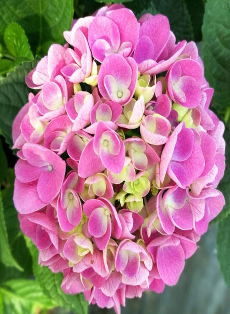 GGOOT 20pcs Pink Hydrangea seeds are Adaptable and Can Bloom All Year Round to Add A Bright Color to Your Garden Bring A Sense of Accomplishment - Image 1