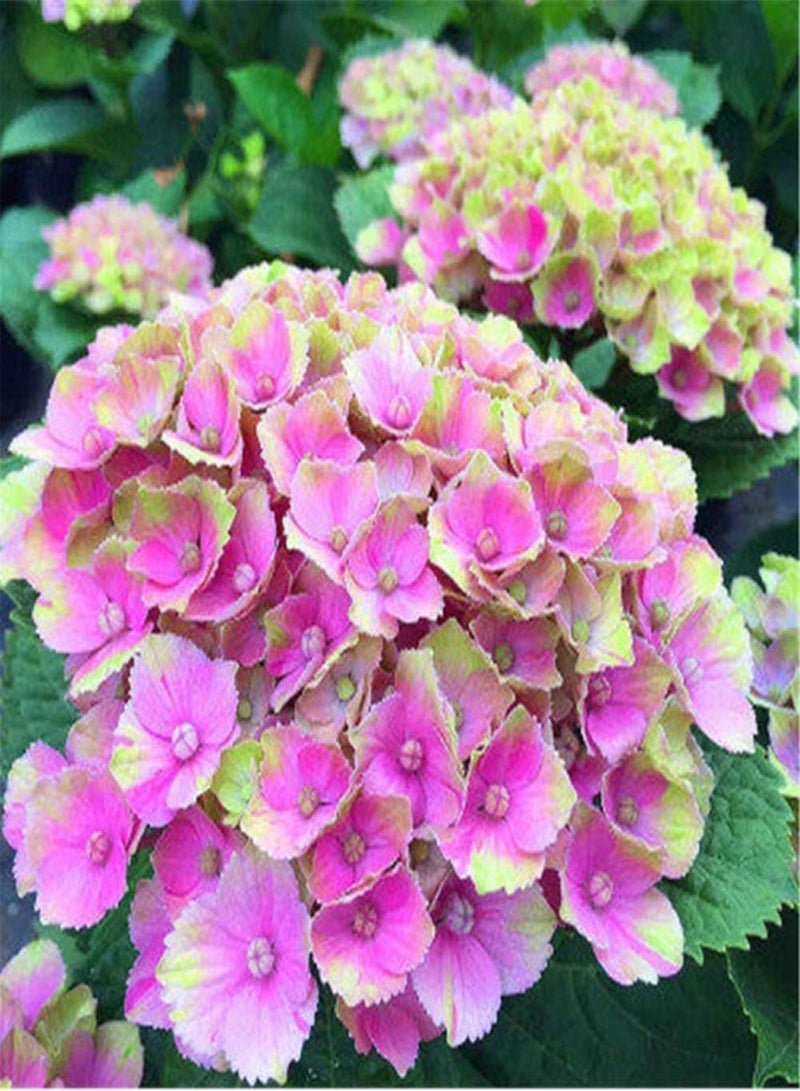 GGOOT 20pcs Pink Hydrangea seeds are Adaptable and Can Bloom All Year Round to Add A Bright Color to Your Garden Bring A Sense of Accomplishment - Image 2