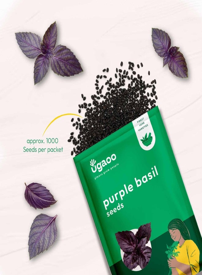 UGAOO Purple Basil Herb Seeds (Purple, Pack of 1000) - Image 2
