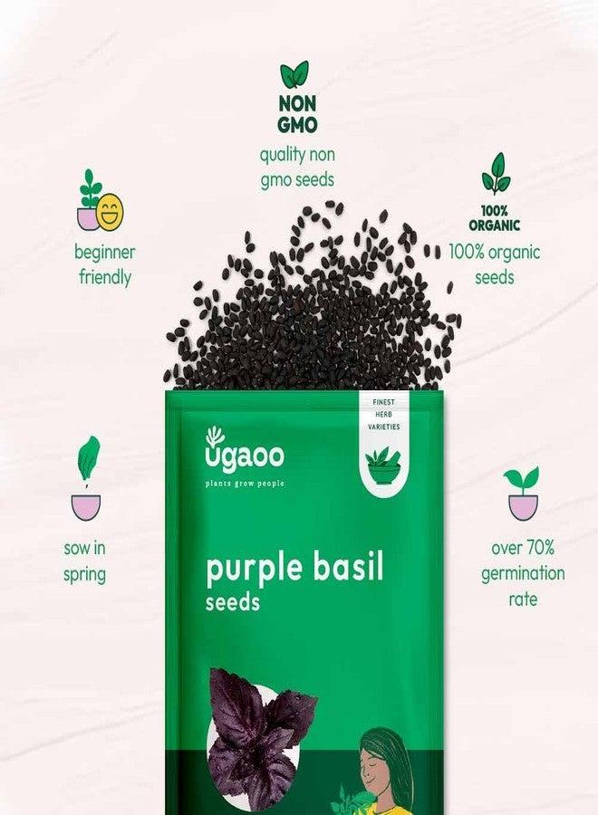 UGAOO Purple Basil Herb Seeds (Purple, Pack of 1000) - Image 5