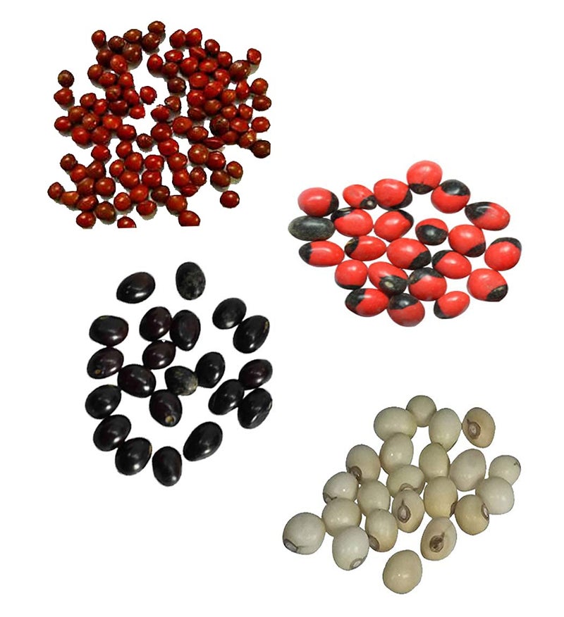 PMW-Combo Pack - 51 Pieces x 4 Colors Natural Yellow, White, Red, Black Gunja Yellow Jequirity Seeds PILI Gunja - White - Chirmi Beads-CHANOTHI-Guri GUNJA - LATUMONI - GUMCHI - CRABSEYE