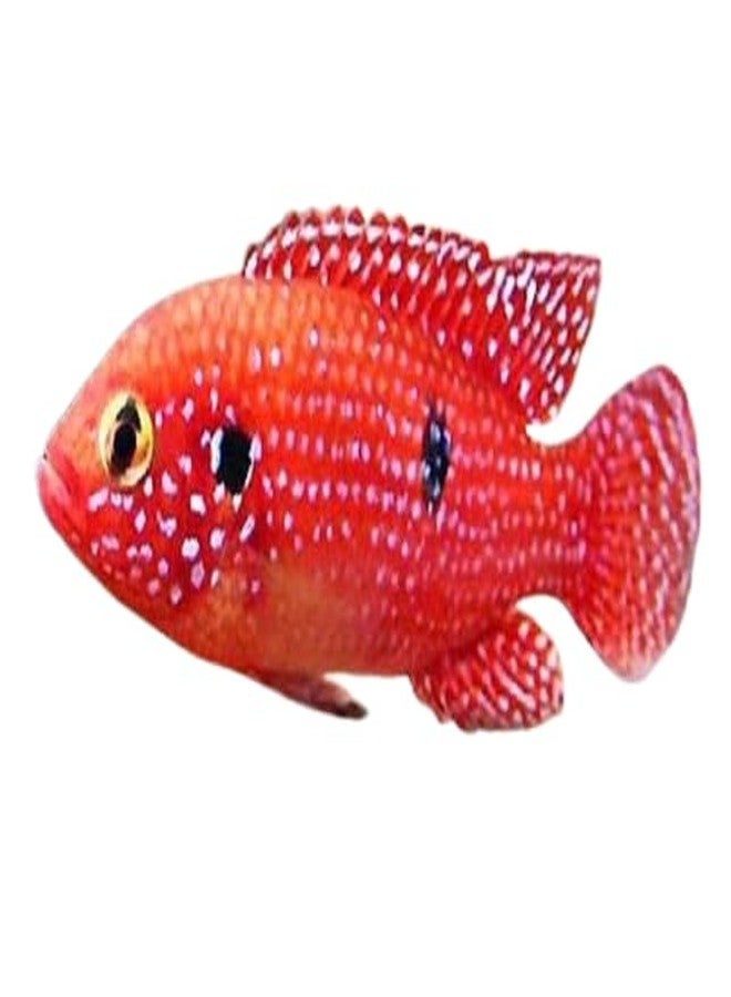 80 g Vipagran Fish Food for All Tetra Fishes - Image 5