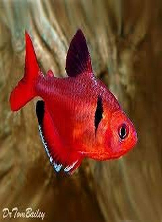 80 g Vipagran Fish Food for All Tetra Fishes - Image 3