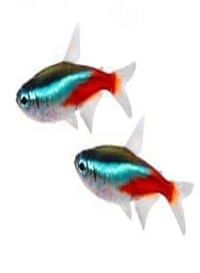 80 g Vipagran Fish Food for All Tetra Fishes - Image 2