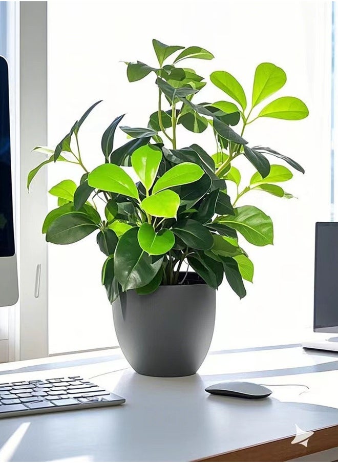 Kutis 1-Piece Artificial Plant With Pot For Home Desktop Decoration Green/Black 10x33 Centimeter  - Image 5