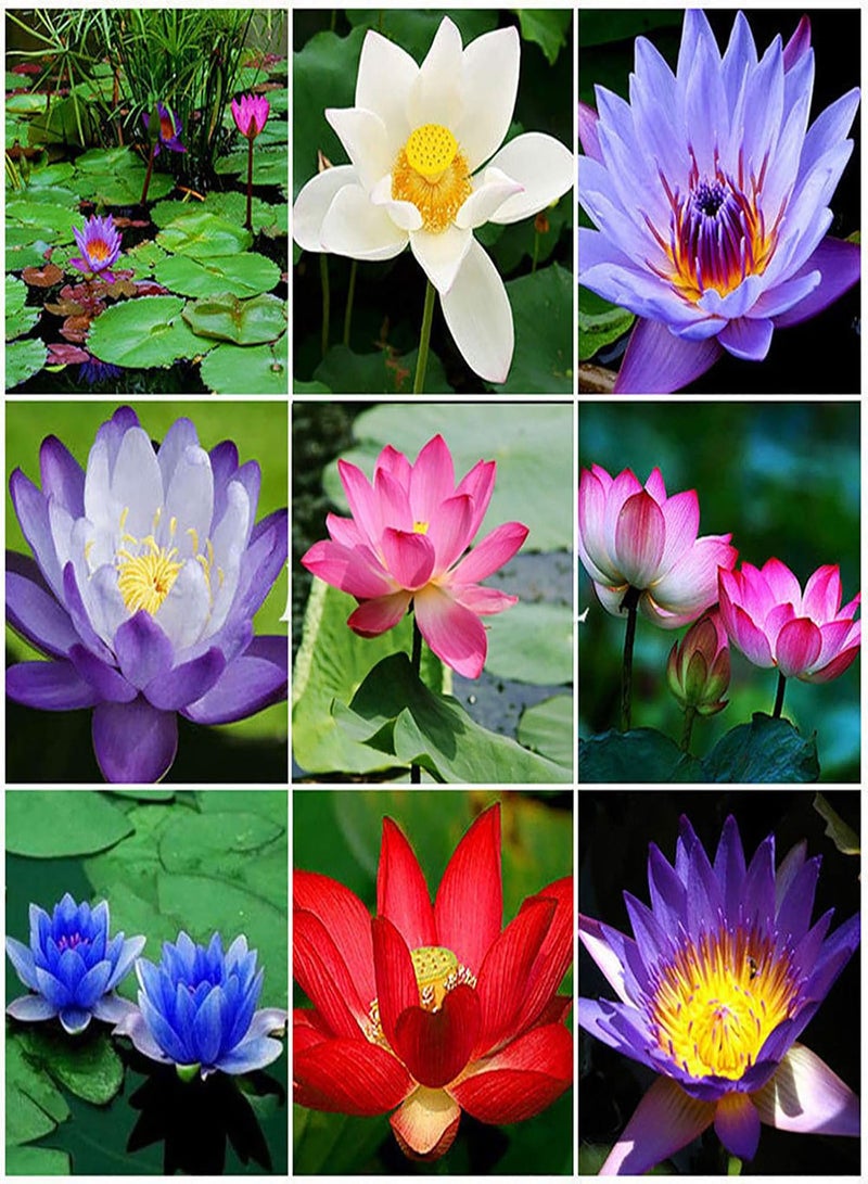 GGOOT 1 Bag Lotus Seeds Mini Non GMO Mixed Bonsai Lotus Bowl Seeds for Garden - Bowl Lotus Seeds - Flower Seeds Vegetable Seeds Fruit Seeds Garden Plant Seeds  - Image 3